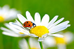 Marienkäfer auf Blume